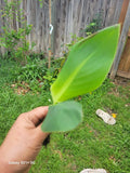 Red Canna Plant - Tall 1 Plant with Red Flowers - Canna indica Rhizomes