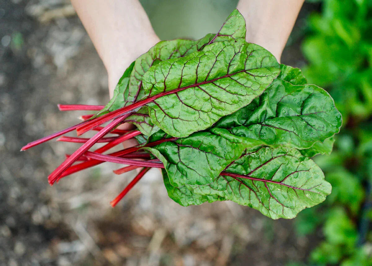 Rhubarb Swiss Chard Seeds, Bright Red, NON-GMO Heirloom, Organic Gardening, Beta vulgaris subsp. cicla