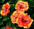 Hibiscus Seeds - 20 Orange Yellow Red Perennial Flower Seeds - Hibiscus rosa-sinensis