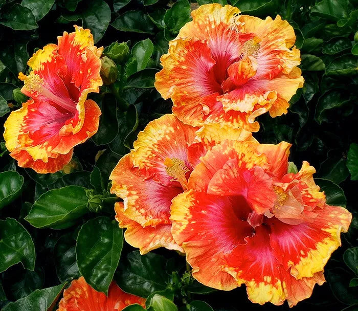 Hibiscus Seeds - 20 Orange Yellow Red Perennial Flower Seeds - Hibiscus rosa-sinensis