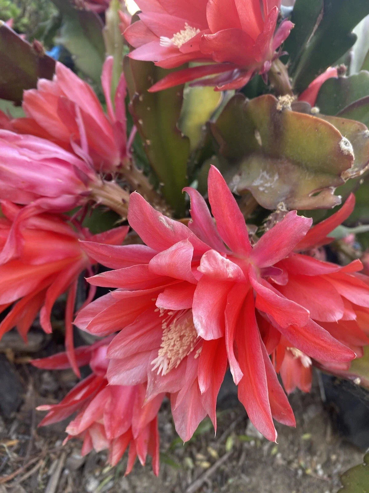 Red Orchid Cactus Cuttings, Epiphyllum ‘Disocactus Ackermannii’, 3 Cuttings, 4-8 Inches Long