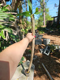 XL Rooted Plumeria Live Plant 3 Ft White with Yellow Flowers - Plumeria rubra - 3" Pot
