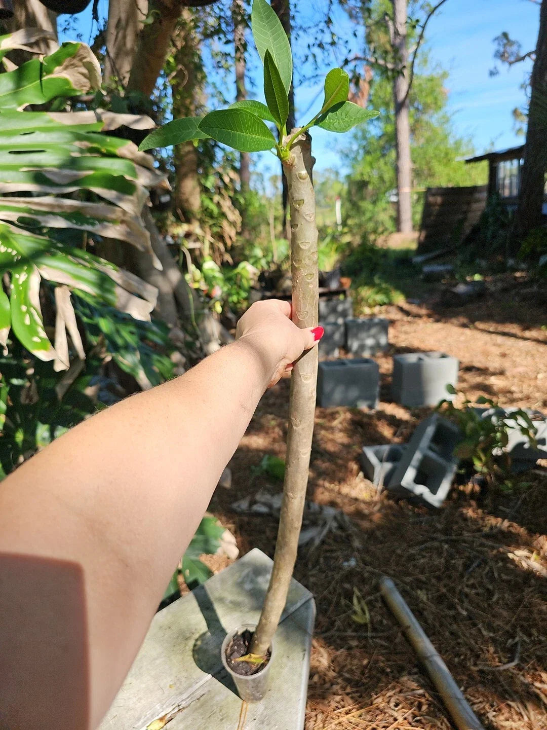XL Rooted Plumeria Live Plant 3 Ft White with Yellow Flowers - Plumeria rubra - 3" Pot