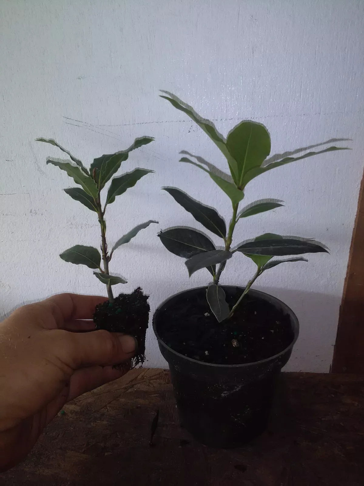 Bay Laurel Tree Live Plant - Laurus nobilis - Bay Leaf Tree
