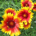 Gaillardia Seeds 200+ Blanket Flower Perennial Garden Seeds, Gaillardia aristata, Free Shipping
