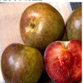 Flavor Supreme Pluot Tree Live Plant, 1/2" Trunk, Grown From Cuttings, Prunus domestica x Prunus salicina