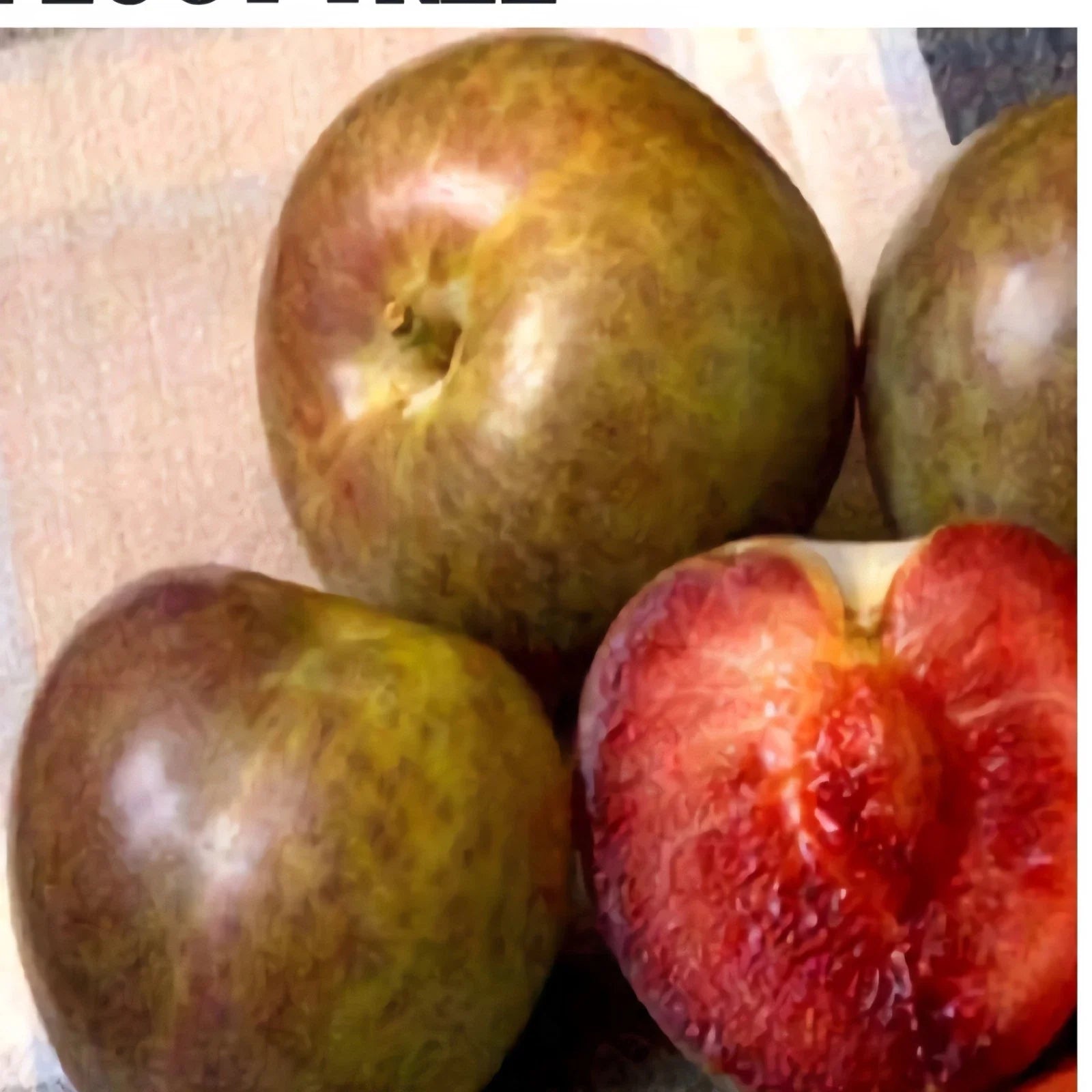 Flavor Supreme Pluot Tree Live Plant, 1/2" Trunk, Grown From Cuttings, Prunus domestica x Prunus salicina