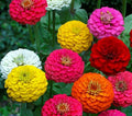 Zinnia Lilliput Flower Seeds 200+ Mixed Colors Annual - Zinnia elegans