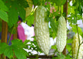 Exotic White Bitter Gourd Seeds - 6 Seeds - Rare Variety - Momordica charantia - Ideal for Home Gardening
