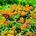 Milkweed Seeds - 100 Count - Orange Monarch Butterfly Host Plant - Asclepias Perennial - Native to USA