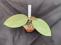 Hoya Silver Dollar Plant 2.5" Pot Rooted MB 1405-AG