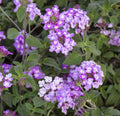 Trailing Lavender Lantana Plants - 5 Baby Plugs - Heat Tolerant, Bee & Butterfly Friendly - Lantana camara