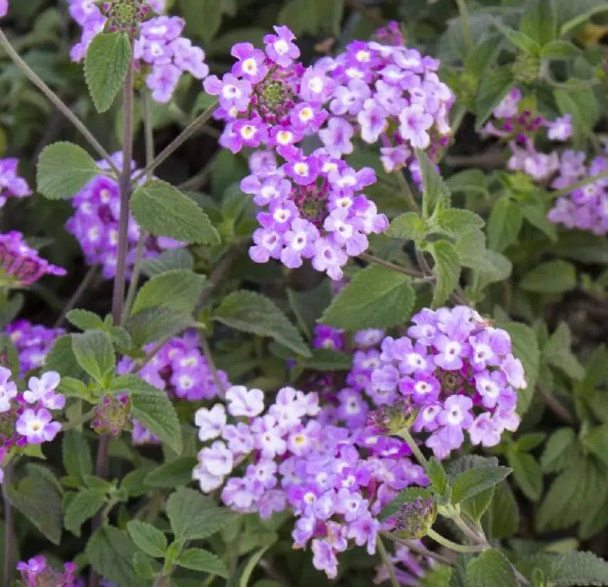Trailing Lavender Lantana Plants - 5 Baby Plugs - Heat Tolerant, Bee & Butterfly Friendly - Lantana camara
