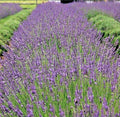 Phenomenal Lavender Live Plant - Healthy Starter, Easy-to-Grow Perennial Herb, Lavandula angustifolia