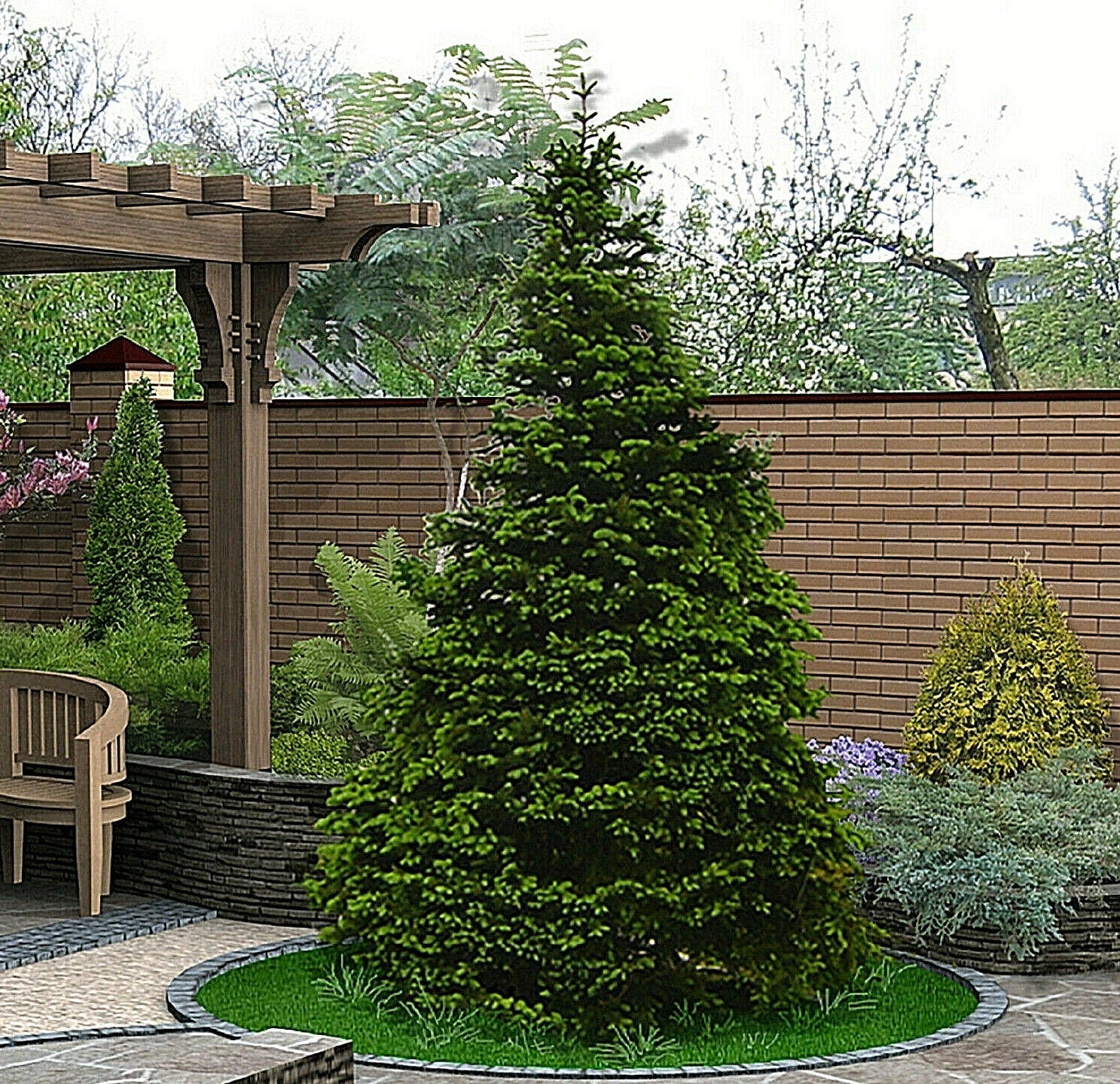 Norway Green Spruce Seeds - 50 Pack - Christmas Tree Seeds (Picea abies) - Ideal for Home Gardening and Landscaping