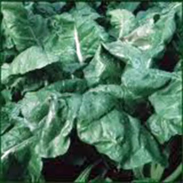 Heirloom Spinach Seeds, Non-GMO, 100 Seeds, America Variety, Spinacia oleracea