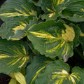 Hosta Plant in 5.25" Pot - Lakeside Paisley Print - Well Rooted Perennial for Shade - Unique Foliage