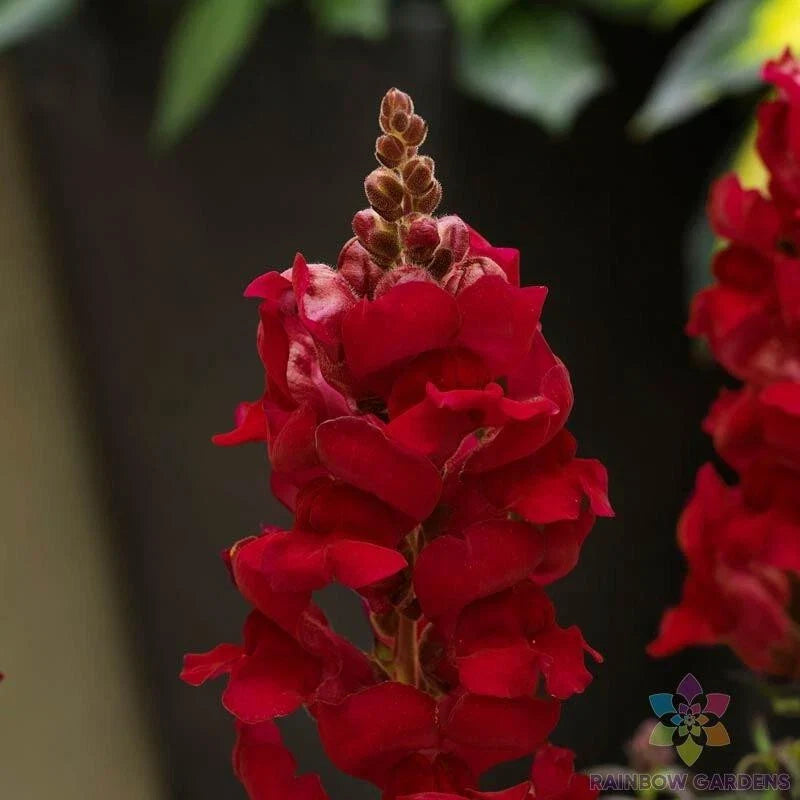 Sonnet Crimson Snapdragon Seeds - 1000+ Pack - Antirrhinum majus - Ideal for Garden Planting - USA Grown, Free Shipping