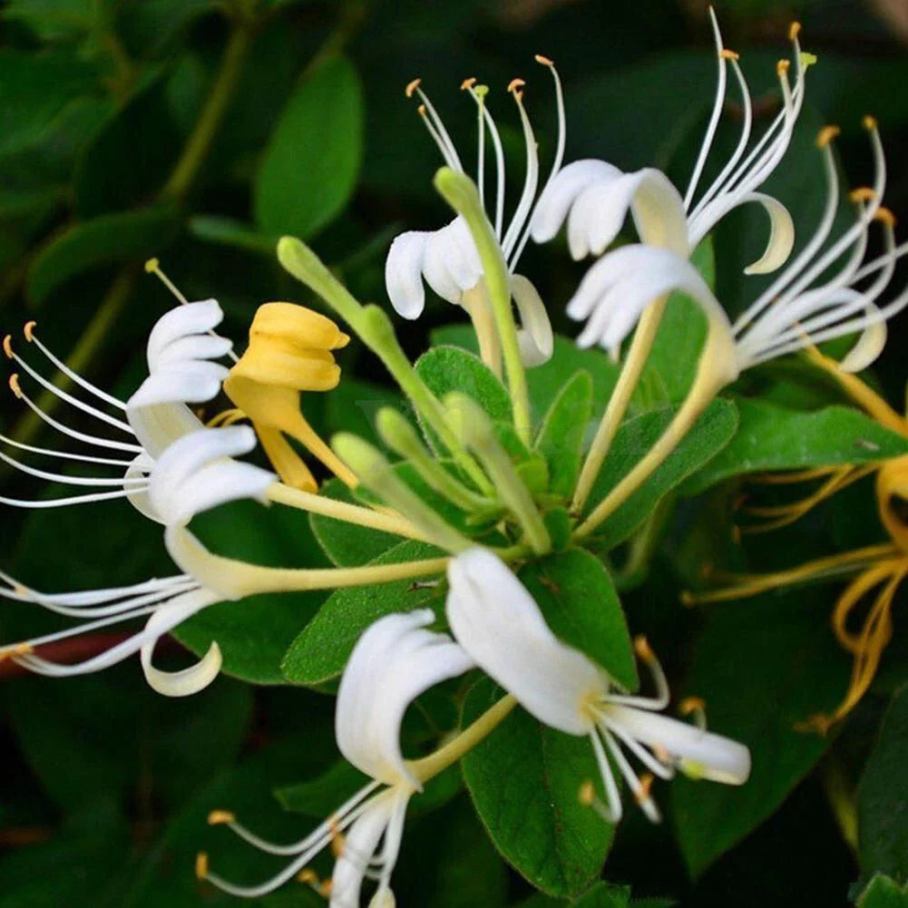 Honey Suckle Starter Plants - 2 Small Plants for Garden - Lonicera spp.