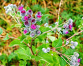 Greater Burdock Root Seeds - 50 Pack - Arctium lappa - Organic Herb Seeds for Gardening and Herbal Remedies