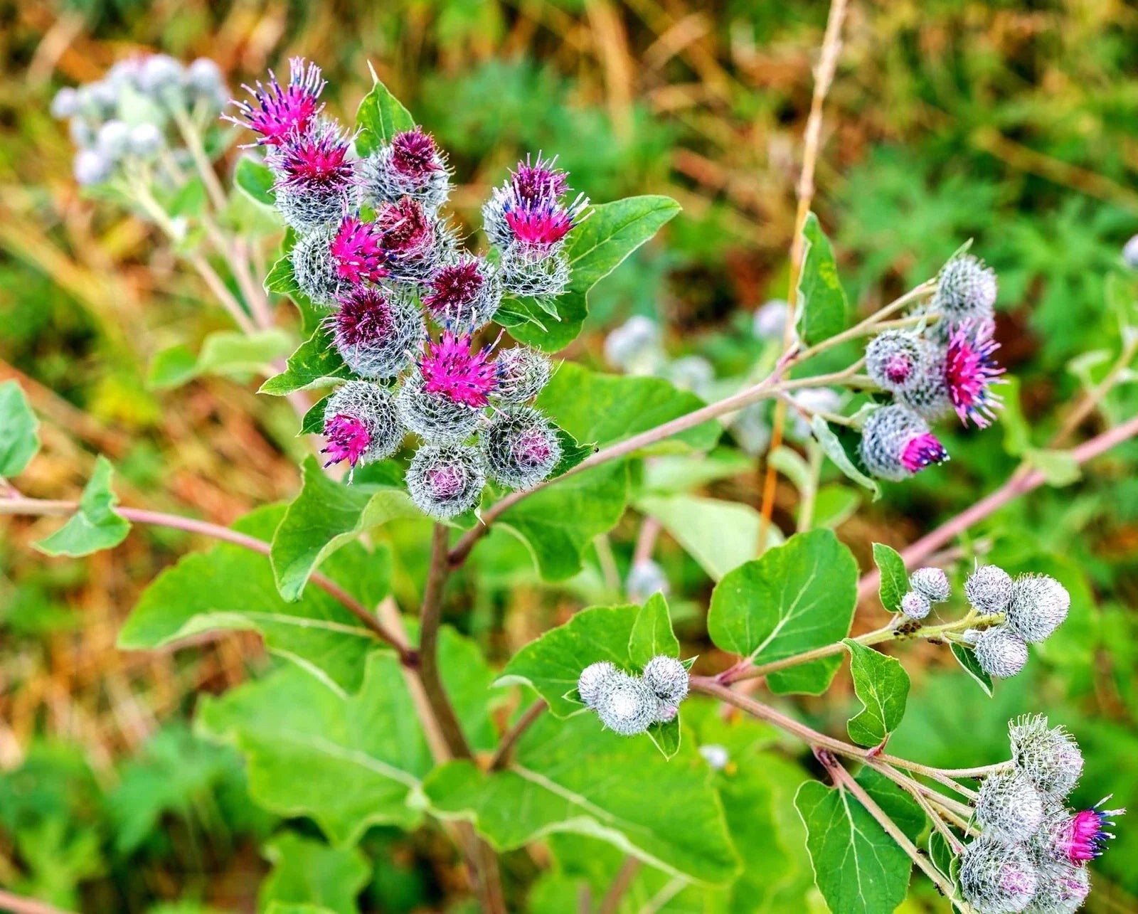 Greater Burdock Root Seeds - 50 Pack - Arctium lappa - Organic Herb Seeds for Gardening and Herbal Remedies