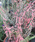 Devil's Backbone Cuttings - 10 Variegated Zig Zag Redbird Pedilanthus Tithymaloides