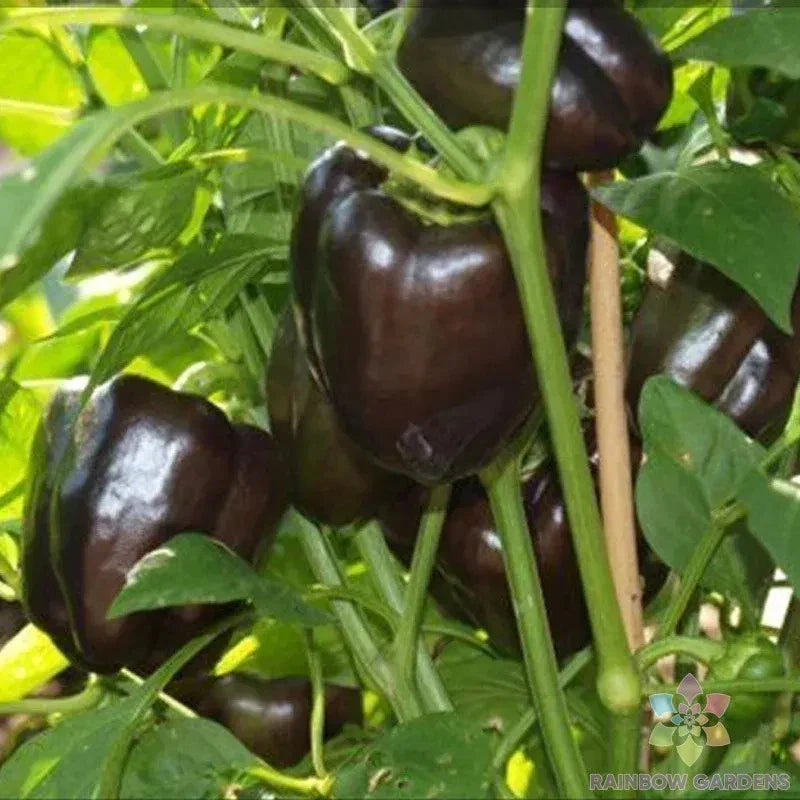 Sweet Chocolate Pepper Seeds - 25+ Pack for Garden Planting - Capsicum annuum - USA Grown, Non-GMO, Heirloom Variety