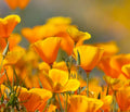 California Poppy Flower Seeds - 5,000 Count - Eschscholtzia californica - Wildflower Seeds for Garden Planting
