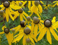 Coneflower Seeds - 500 Non-GMO Grey-Headed Perennial - Early Blooms for Pollinators & Bees - Echinacea atrorubens