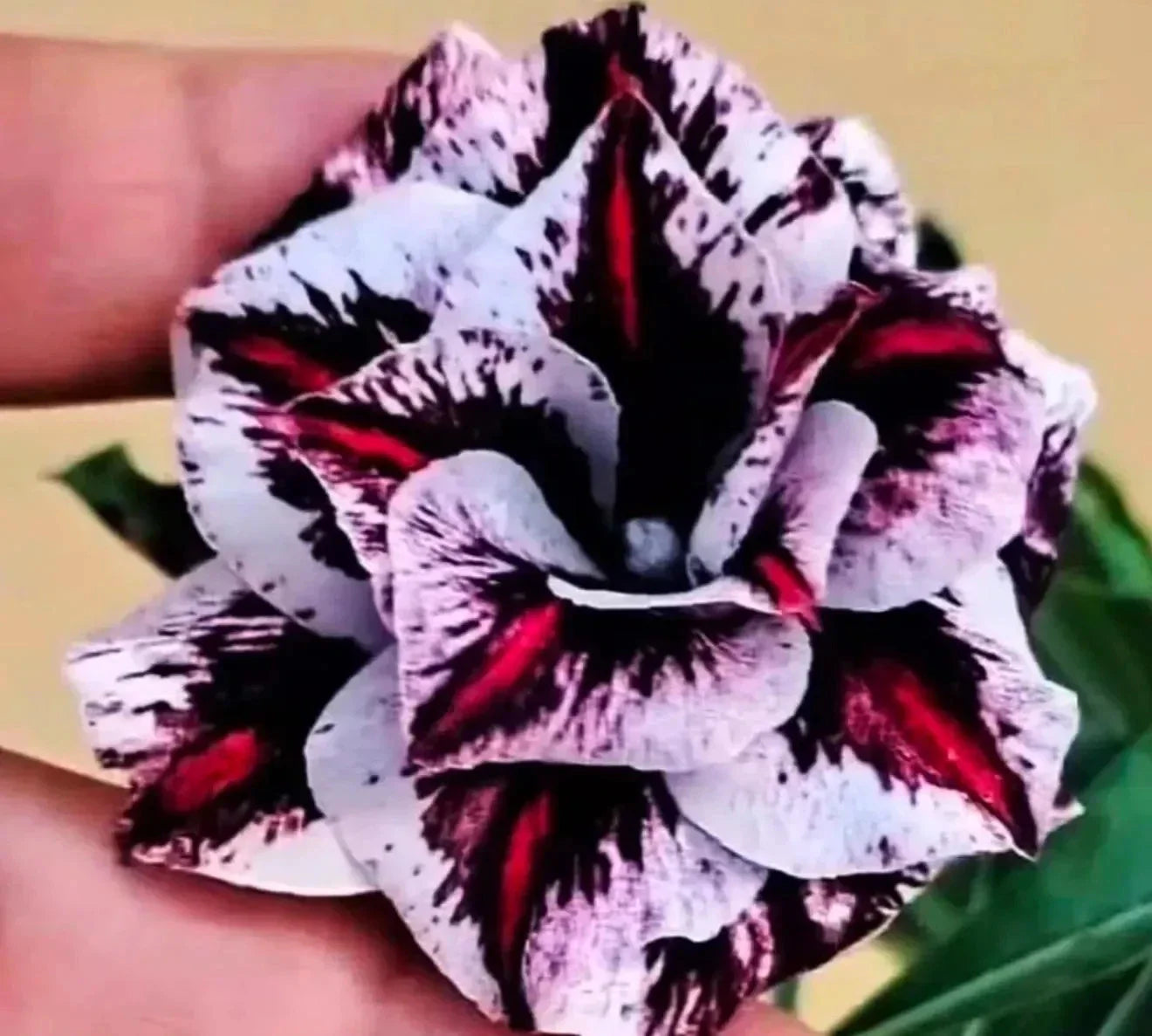 Desert Rose Adenium Obesum Seedling Plant - Psychedelic Dream, Small Rooted, 4"-6"