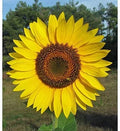 Yellow Giant Sunflower Seeds - 100 Count for Planting - Helianthus annuus