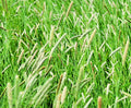 Climax Timothy Grass Seeds - Cover Crop Seeds for Hay, Deer & Wildlife - Phleum pratense