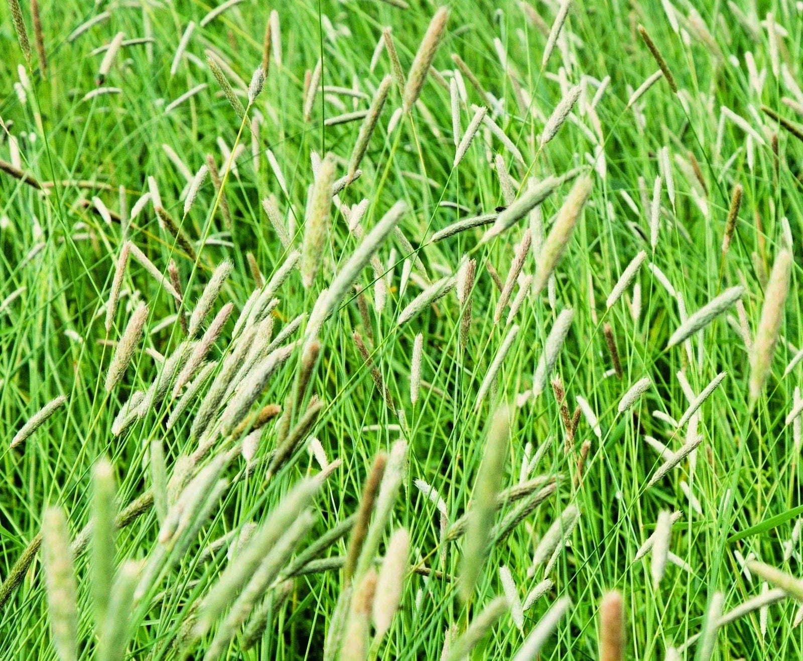 Climax Timothy Grass Seeds - Cover Crop Seeds for Hay, Deer & Wildlife - Phleum pratense