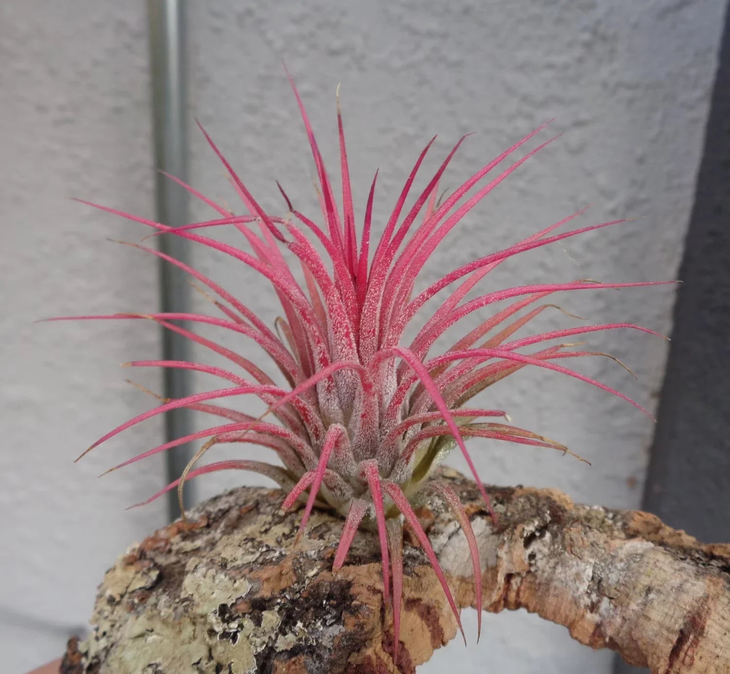Tillandsia Ionantha Guatemala Air Plants - Small Green Succulent Tillandsia for Home Decor and Indoor Gardening