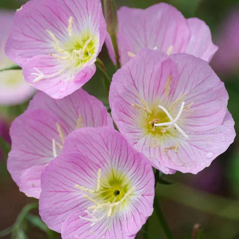 Showy Evening Primrose Seeds | Non-GMO | Oenothera biennis | Flowering Garden Seeds