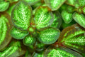 Rare Sonerila species White Galaxy Terrarium Plant - Melastome, Unique Indoor Plant for Collectors