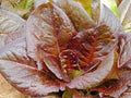 Cimmaron Romaine Lettuce Seeds - Fresh Non-GMO Seed for Home Gardening - Lactuca sativa