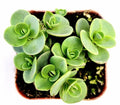 SunSparkler® Sedum 'Lime Zinger' Succulent Live Plant 4" Bare Roots - Hardy Ground Cover for Garden, Drought-Tolerant Perennial