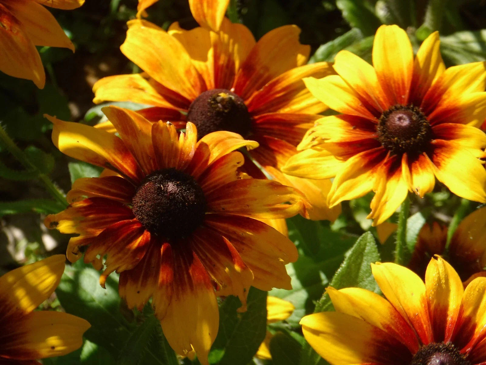 Rudbeckia Seeds - Autumn Colors - 25 Pack - Black-Eyed Susan (Rudbeckia hirta)