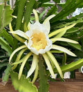 Dragon Fruit Cuttings 8-10 Inch Fresh 3 Pack, Pitaya Varieties, Hylocereus spp.