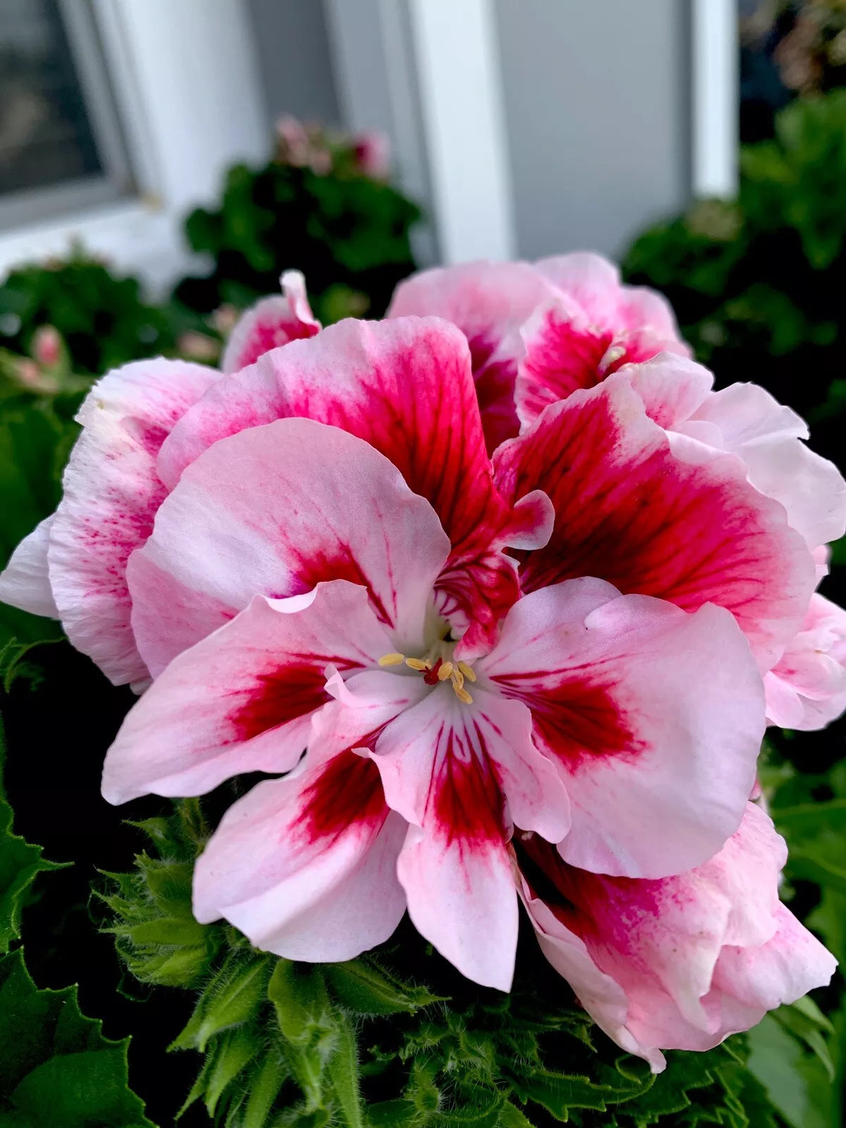 Geranium Starter Cuttings, 2 Pack, White/Mahroon Perennial, No Root, 6” Tall, Pelargonium spp.
