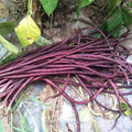 Purple-Red Yard Long Bean Seeds - 15+ Asian Chinese Noodle Bean - Vigna unguiculata
