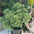 Crassula Arborescens Undulatifolia Ripple Curly Jade Cuttings - 3 Succulent Plant Cuttings for Home Decor or Gardening