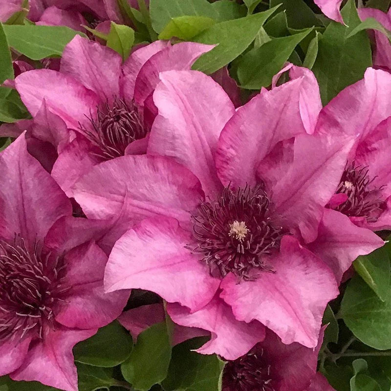 25 Elodie Clematis Seeds - Climbing Perennial - Plumeria Bloom - Clematis spp. - USA Seller