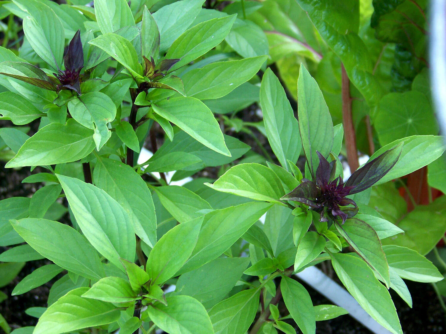 Thai Basil Seeds, NON-GMO, Horapha Variety, Hun Que Anise Flavor, Multiple Sizes Available, Free Shipping