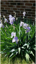 Tall Iris Plants - 2 Rhizomes - Vintage Lilac/Blue Perennial - Iris germanica