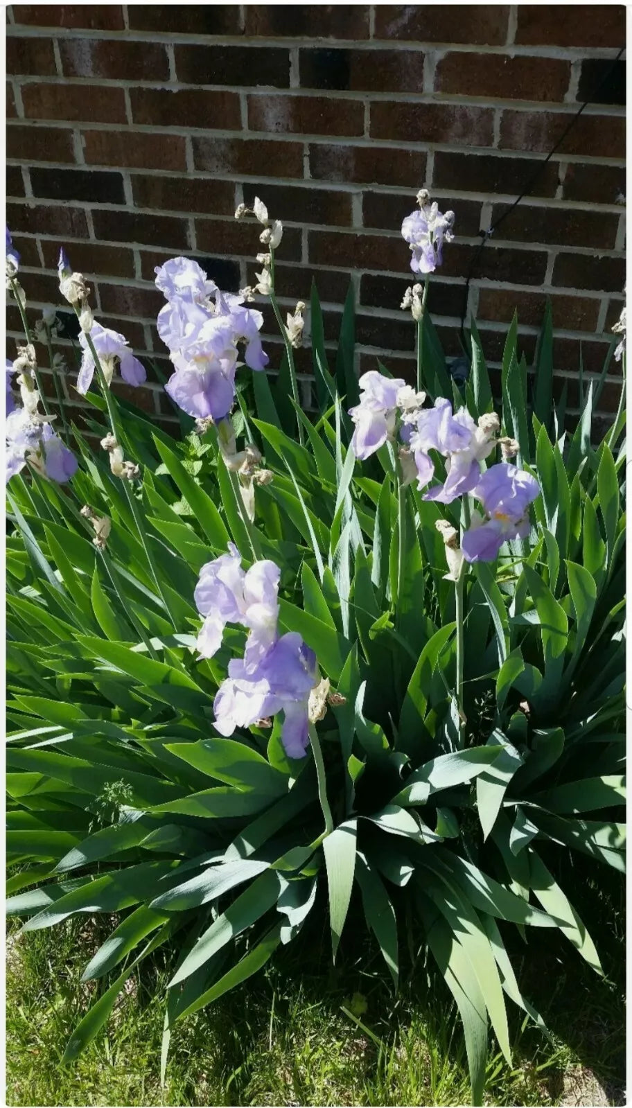 Tall Iris Plants - 2 Rhizomes - Vintage Lilac/Blue Perennial - Iris germanica