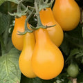 Organic Yellow Pear Cherry Tomato Seeds - 40 Pack - Heirloom Variety - Solanum lycopersicum - USA Grown, Free Shipping