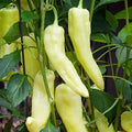 Sweet Banana Pepper Seeds | Heirloom Non-GMO Variety | Capsicum annuum | Seed Store 1017