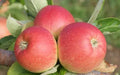 Alkmene Apple Seeds - 25+ Seeds for Garden Planting - Malus domestica - USA